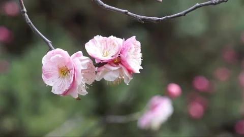 Plum blossoms in full bloom in spring Stock Footage 156703912
