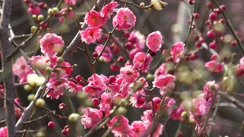 Plum blossoms in full bloom in spring Stock Footage 156703914