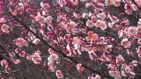 Plum blossoms in full bloom in spring Stock Footage 156703918