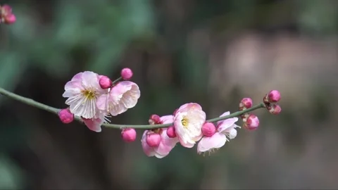 Plum blossoms in full bloom in spring Stock Footage 156703919
