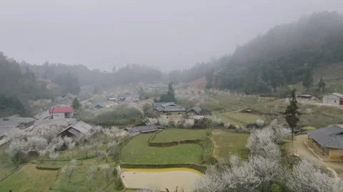Plum Blossoms in Misty Ta Van Chu Village, Lao Cai, Vietnam Stock Footage 345137376