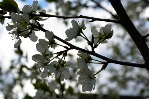 Plum blossoms Stock Photos