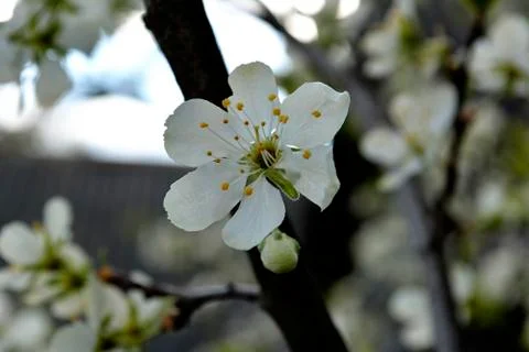 Plum blossoms Fotos de archivo