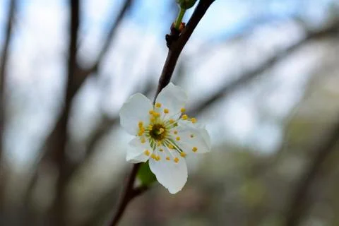 Plum blossoms Stock Photos