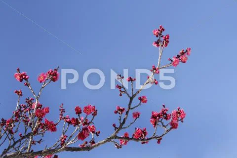 Plum blossoms Stock Photos