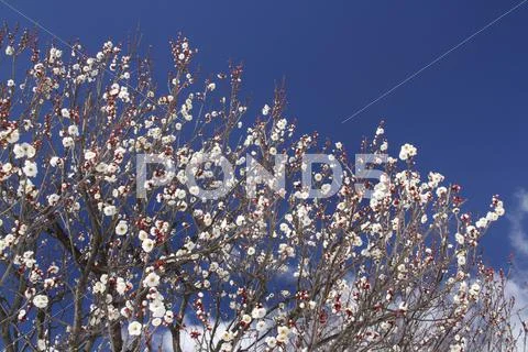 Plum blossoms Stock Photos