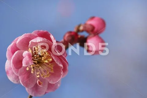 Plum blossoms Stock Photos