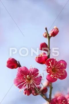 Plum blossoms Stock Photos