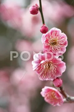 Plum blossoms Stock Photos