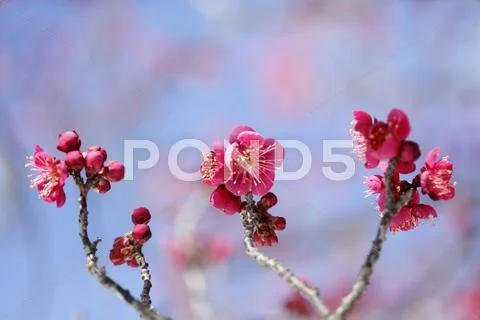 Plum blossoms Stock Photos