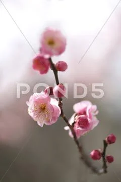 Plum blossoms Stock Photos