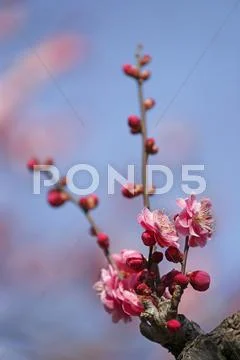 Plum blossoms Stock Photos