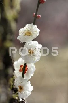Plum blossoms Stock Photos