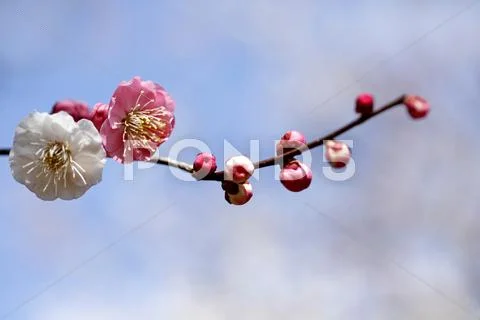 Plum blossoms Stock Photos