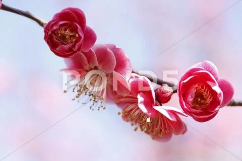 Plum blossoms Stock Photos