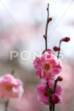 Plum blossoms Stock Photos