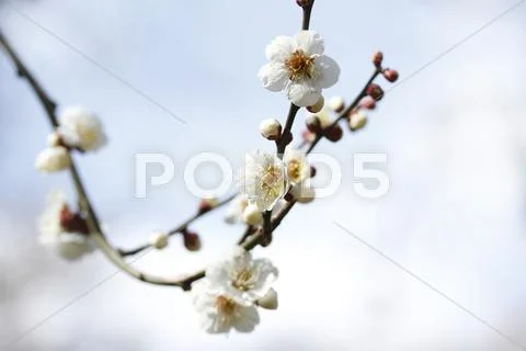 Plum blossoms Stock Photos