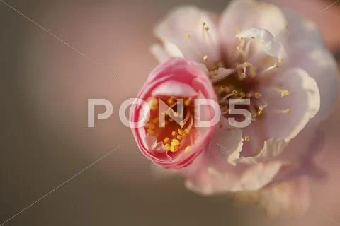Plum blossoms Stock Photos