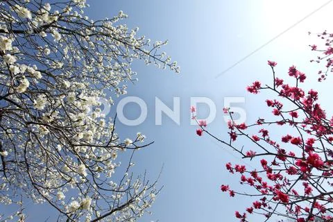 Plum blossoms Stock Photos