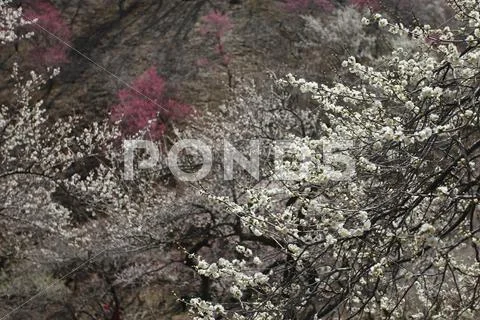 Plum blossoms Stock Photos