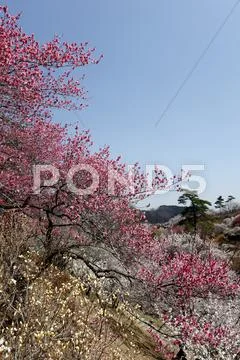 Plum blossoms Stock Photos
