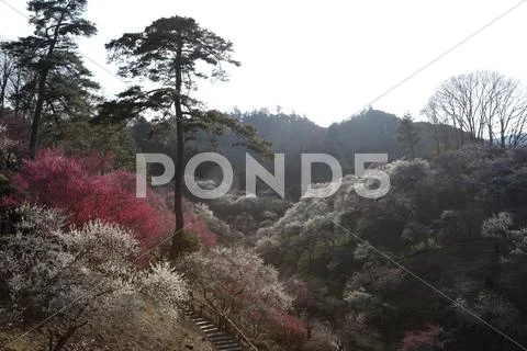 Plum blossoms Stock Photos