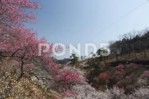 Plum blossoms Stock Photos
