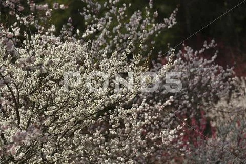 Plum blossoms Stock Photos
