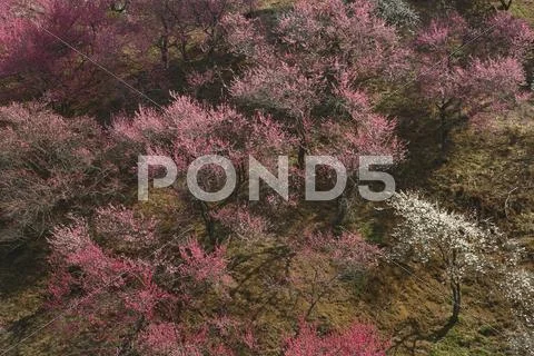 Plum blossoms Stock Photos