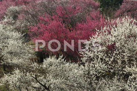 Plum blossoms Stock Photos