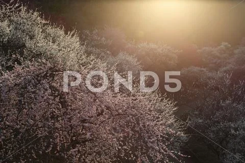 Plum blossoms Stock Photos