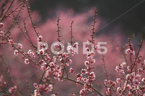 Plum blossoms Stock Photos