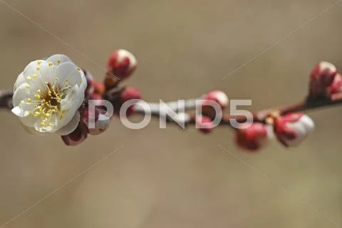 Plum blossoms Stock Photos