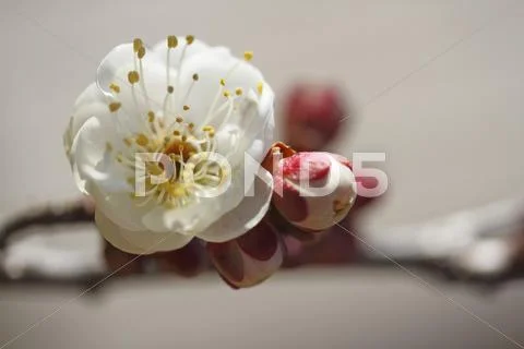Plum blossoms Stock Photos