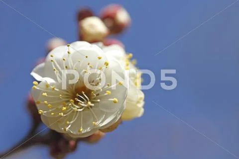 Plum blossoms Stock Photos