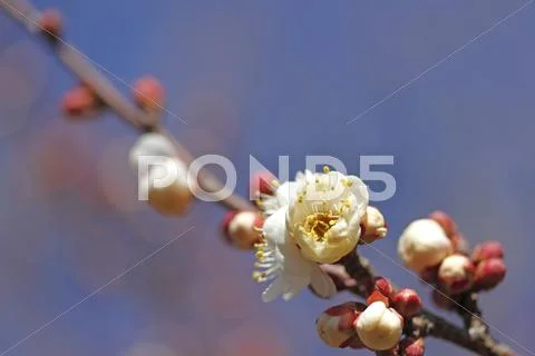 Plum blossoms Stock Photos