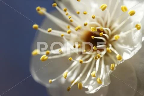 Plum blossoms Stock Photos