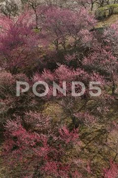 Plum blossoms Stock Photos