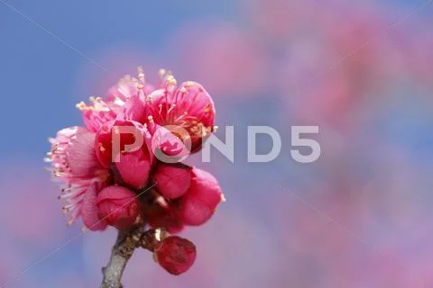 Plum blossoms Stock Photos