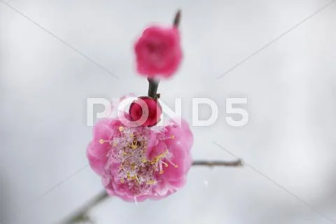 Plum blossoms Stock Photos