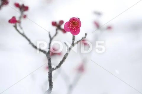 Plum blossoms Stock Photos