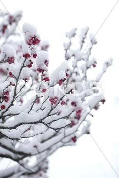 Plum blossoms Stock Photos