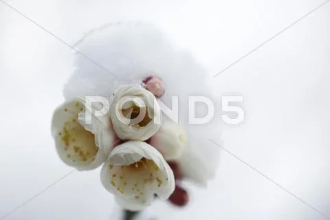 Plum blossoms Stock Photos