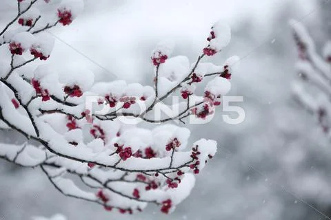 Plum blossoms Stock Photos