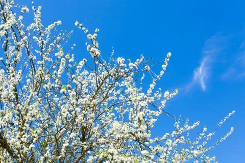 Plum blossoms Stock Photos