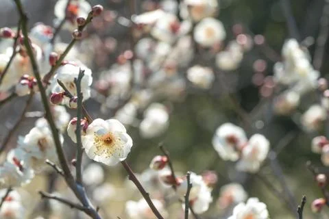 Plum blossoms Stock Photos