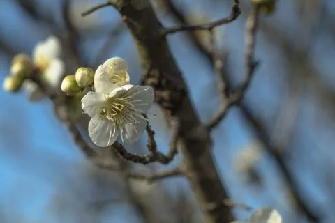 Plum blossoms Stock Photos