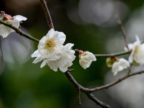 Plum blossoms Stock Photos