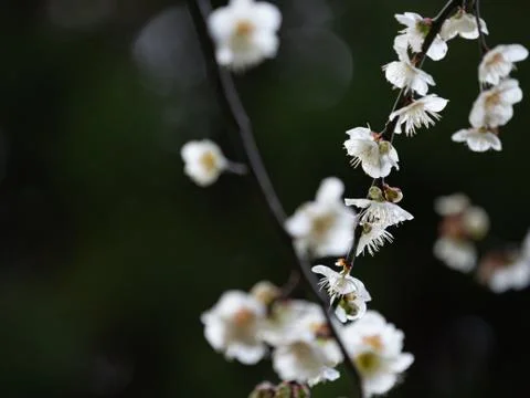 Plum blossoms Stock Photos