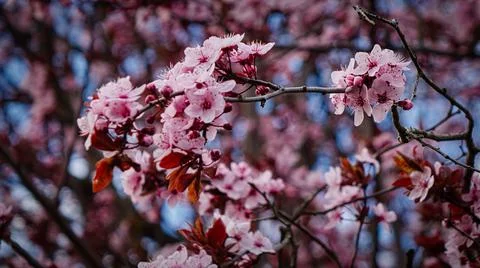 Plum Blossoms Stock Photos